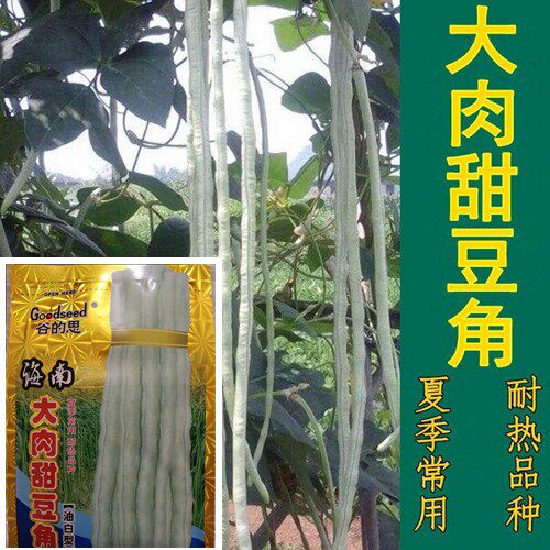 【海南大肉甜豆角种子】油白型高产四季耐热豇豆中早熟大田长豆角