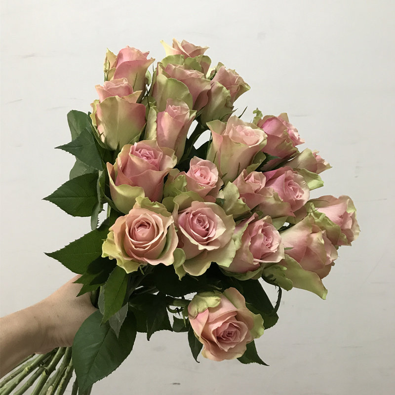 严选鲜花迷恋玫瑰 花语暗恋 爱情婚礼生日家庭办公室插花顺丰速递