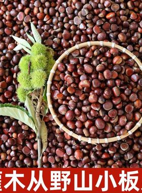 2025新鲜小板栗新鲜野生小油栗小栗子小颗粒新鲜下树野生小栗子