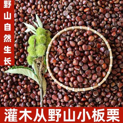 2026新鲜小板栗新鲜野生小油栗小栗子小颗粒新鲜下树野生小栗子
