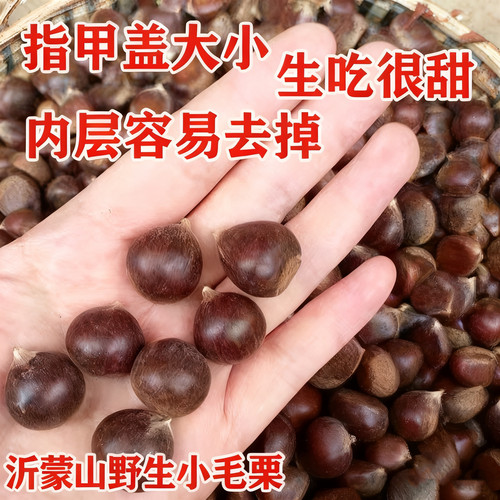 2025新鲜小板栗新鲜野生小油栗小栗子小颗粒新鲜下树野生小栗子