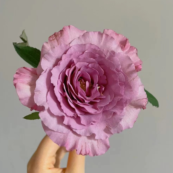 爱园花卉 暮光之城玫瑰 大花直立盆栽庭院阳台月季