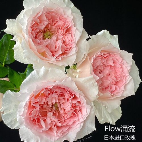 阳台庭院春夏秋大花香