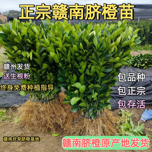 赣南脐橙苗9年老店赣州产地直发