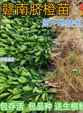 赣南脐橙苗原产地发货9年老店