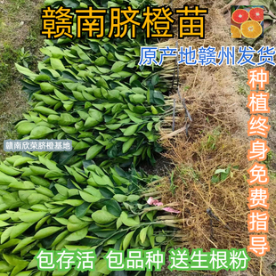 江西赣南脐橙苗纽荷尔橙子苗早熟红肉血橙脐橙树苗赣州果树苗包邮