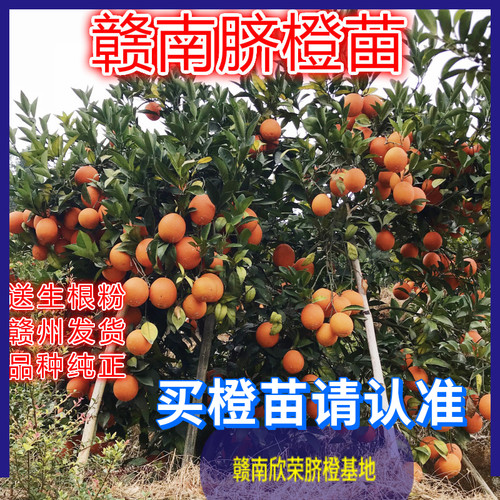 正宗赣南脐橙苗血橙苗9年老店