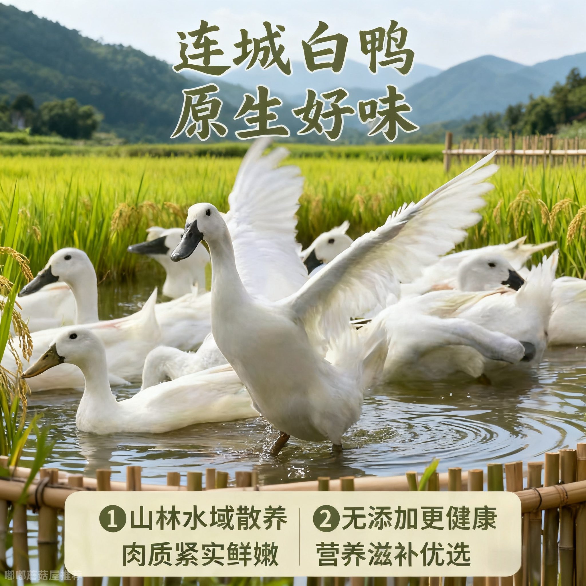 福建连城老白鹜鸭药食同源炖汤鸭