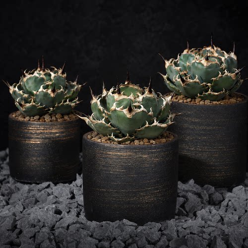 沙生植物龟甲龙圆型水泥花盆