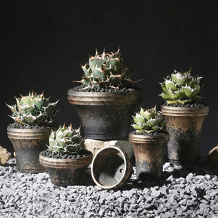 藤原浩惠比须龙舌兰龟甲龙潮流块根植物象牙宫透气手工花盆有孔