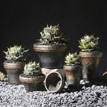 藤原浩惠比须龙舌兰龟甲龙潮流块根植物象牙宫透气手工花盆有孔