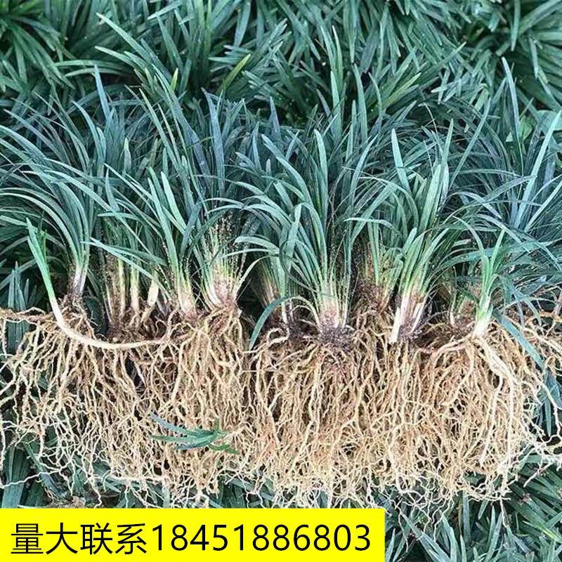 矮麦冬草庭院细叶麦冬图片