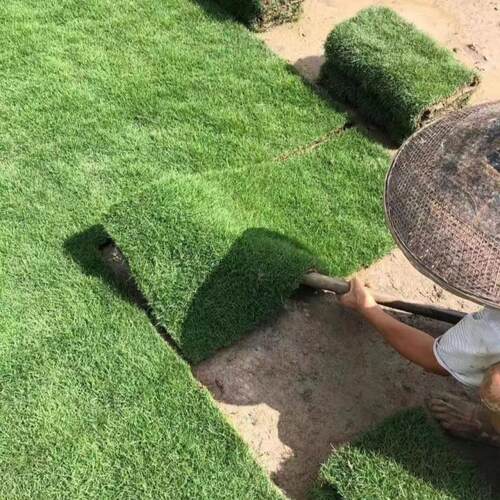 真草皮带土草皮真草别墅庭院绿植