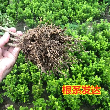 小叶瓜子黄杨树苗黄杨球冬青北海道绿篱植物四季常青园林绿化小苗