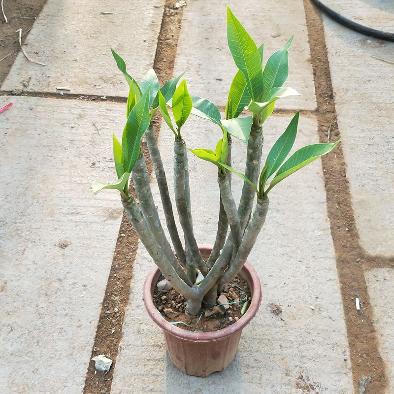 家居饰品新品盆栽鸡蛋花 鸡蛋花多头包邮庭院室内客厅观花植物