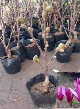 矮化玉兰树苗盆地栽盆景白红紫玉兰花别墅阳台庭院花卉耐寒带花苞