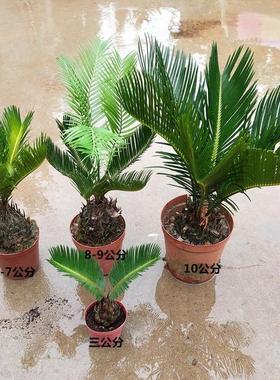 阳台庭院四季常青绿植