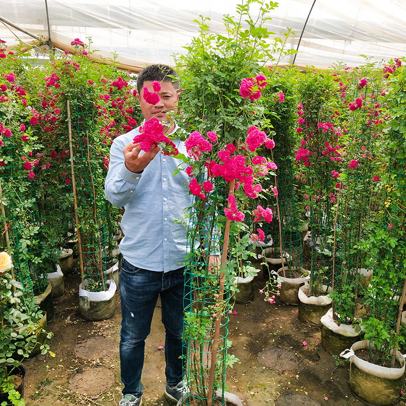 藤本月季花苗庭院花园爬藤欧月盆栽玫瑰开花植物蔷薇花卉