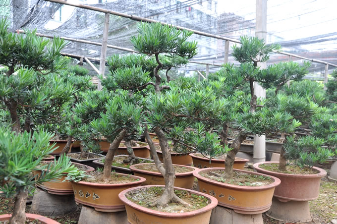 绿植小叶罗汉松盆栽室内花卉盆景