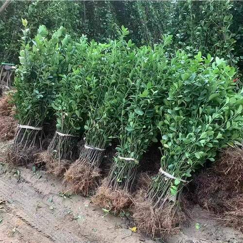 冬青四季长青围栏庭院绿篱篱笆绿植北海道黄杨万年青室外常绿耐寒