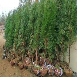 正宗侧柏小苗大苗侧柏苗扁柏苗柏树苗侧柏小苗植树节树苗苗侧柏叶