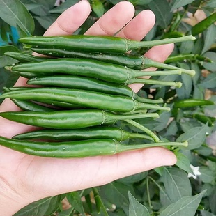 小米辣椒新鲜批发农家自种青辣椒新鲜指朝天椒蔬菜泡椒特辣青椒