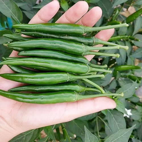 小米辣椒新鲜批发农家自种青辣椒新鲜指朝天椒蔬菜泡椒特辣青椒