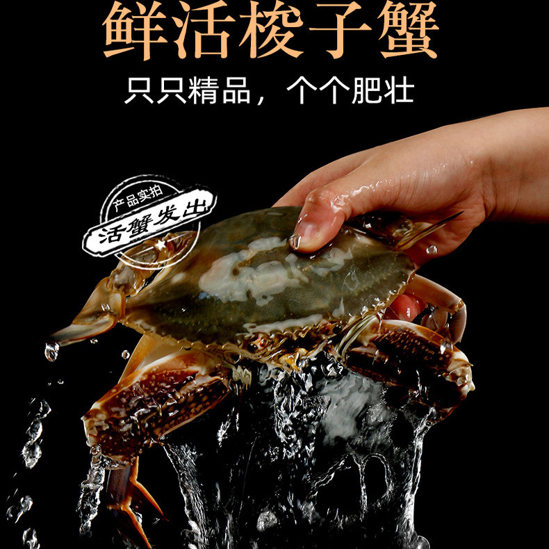 【保鲜不保活】莱州活梭子蟹红膏母蟹螃蟹新鲜梭子蟹海蟹飞蟹满黄