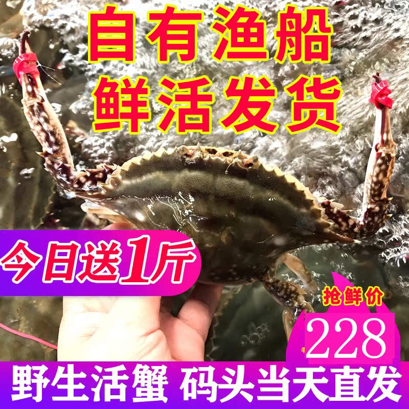 莱州湾梭子蟹新鲜红膏蟹满黄母蟹