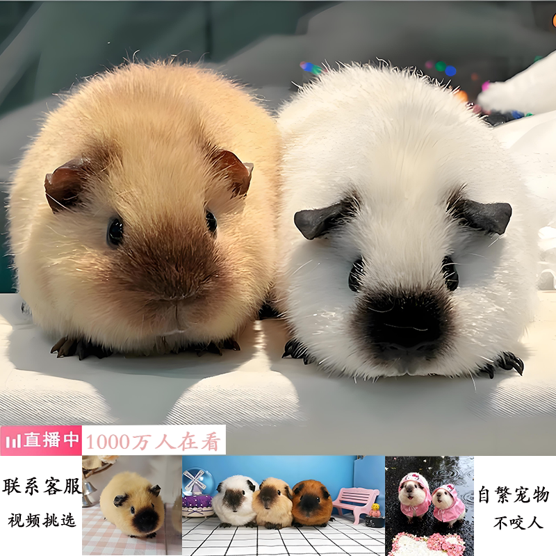 视频挑选加州豚鼠活体自家繁殖血统纯奶黄网红款卡皮巴拉包邮包活