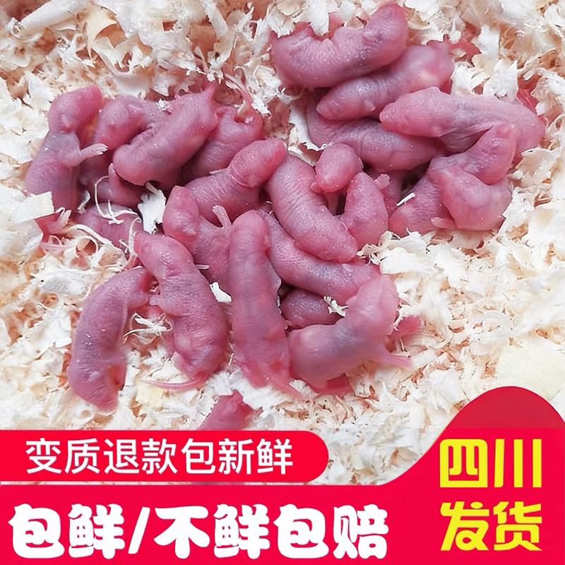 鲜活乳鼠无菌冻小白鼠红皮粉皮白霜玉米猪鼻角蛙蜥蜴爬宠开口饲料