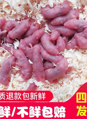 小白鼠乳鼠红皮玉米猪鼻爬宠饲料