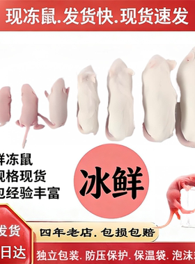 无菌冻鼠小白鼠爬宠饲料蛇苗开口料红皮粉皮白霜跳跳独立包装防压