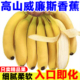 广西威廉斯香蕉应季 新鲜水果自然熟大香蕉banana非小米蕉软糯香甜