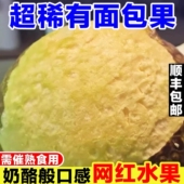 稀有面包果鲜果当季 现摘猴面包果新鲜罕见热带水果网红面包树果实