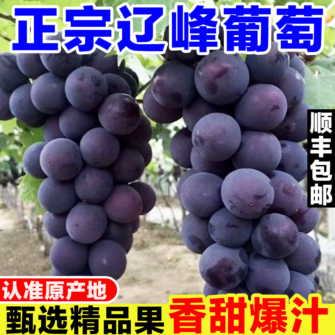 正宗辽峰葡萄新鲜当季水果现摘乒乓球葡萄紫黑葡萄非东北巨峰葡萄