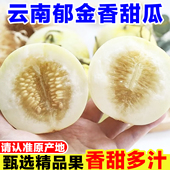 云南郁金香甜瓜新鲜当季 孕妇水果现摘小蜜蜂甜瓜白皮蜜瓜脆甜香瓜