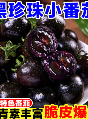 山东黑珍珠小番茄新鲜即食柿子紫黑色圣女果黑番茄生吃水果小柿子