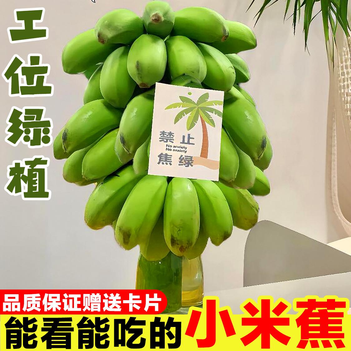 【禁止蕉绿】整串带杆香蕉芭蕉花办公室水培小米香蕉绿植新鲜水果