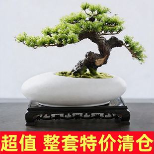 陶瓷花盆绿植专用迎客松真树罗汉松地柏室内盆栽客厅陶瓷花盆