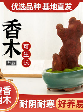 香木盆景室内办公桌面绿植室内