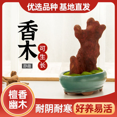 香木盆景室内办公桌面绿植室内