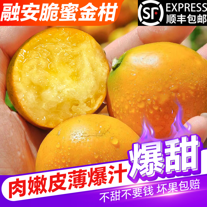 广西融安脆蜜金桔第三代金柑礼盒装顺丰包邮应季新鲜水果纯甜无籽