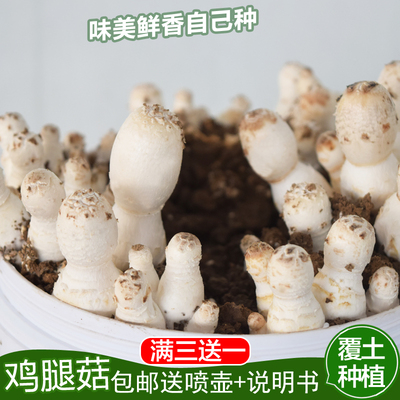 鸡腿菇蘑菇菌包好吃好养