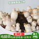 鸡腿菇种植菌包食用菇蘑菇菌棒蘑菇菌包菌种农产品菌菇包种子盆栽