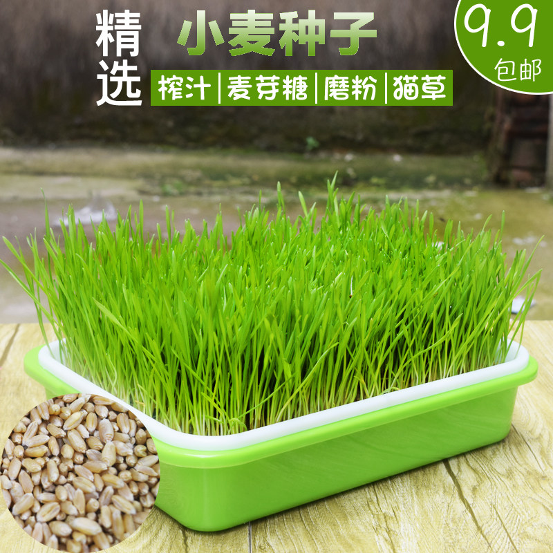 小麦种子猫草种子种孑种籽麦芽糖大麦黑麦芽苗菜种子育苗盘猫薄荷怎么看?