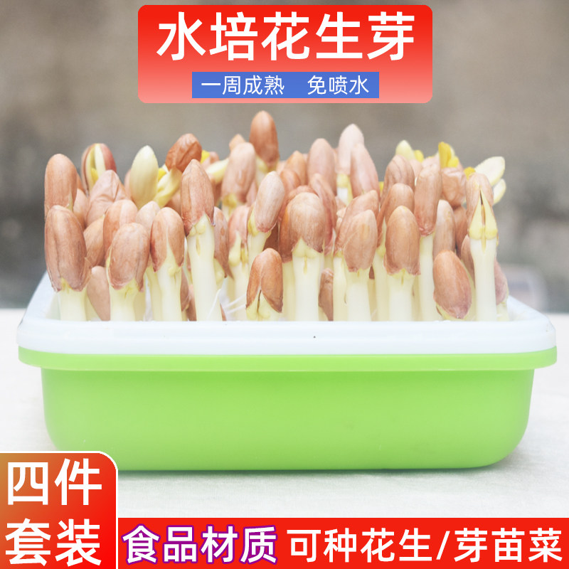 水培花生芽育苗盘盒子种花生芽水培箱神器发芽菜豆苗菜花生芽种子