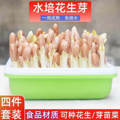水培盒子花生芽育苗盘