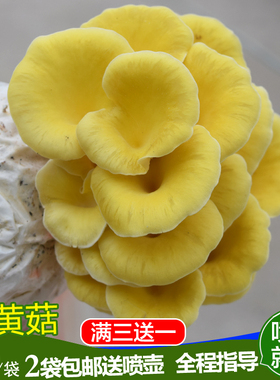 黄金菇菌包食用菌菌包榆黄菇菌包蘑菇菌包盆栽农产品家庭种植