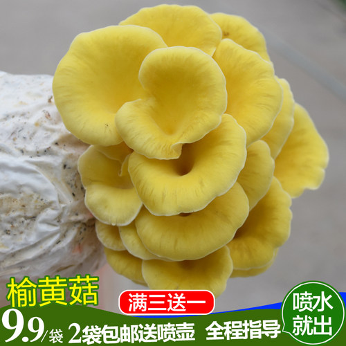 黄金菇菌包食用菌菌包榆黄菇菌包蘑菇菌包盆栽农产品家庭种植 - 封面